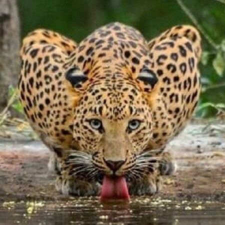 Foto del perfil de JAIMIÑO