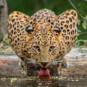 Foto del perfil de JAIMIÑO