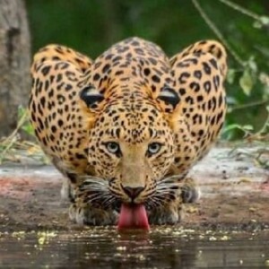 Foto del perfil de JAIMIÑOS